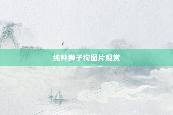 纯种狮子狗图片观赏